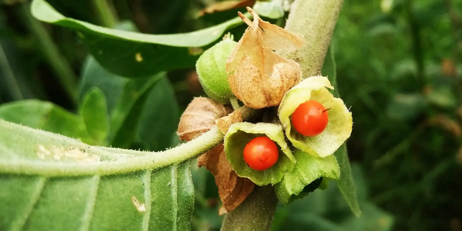 ashwagandha