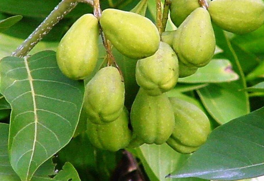 haritaki-herbal-fruit